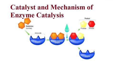 Catalyst and Mechanism of Enzyme Catalysis - ScienceMotive