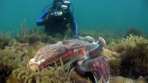 Giant Cuttlefish