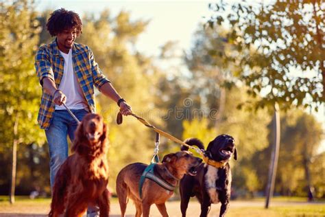 Walking Dogs - Man Dog Walker Enjoying with Dogs Stock Image - Image of ...