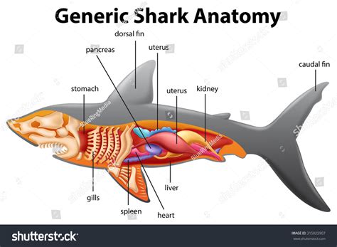 Generic Shark Anatomy Chart Illustration Stock Vector 315025907 ...