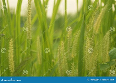 Green Grass in Eye Level View for Background or Graphic Design Stock Photo - Image of lawn ...