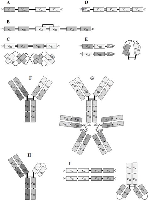 Schematic representation of bispecific antibody formats. A: BiTE;... | Download Scientific Diagram