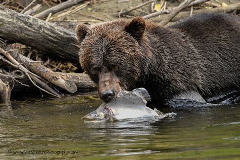 Grizzly Bella Coola 1 - we2 nature photography