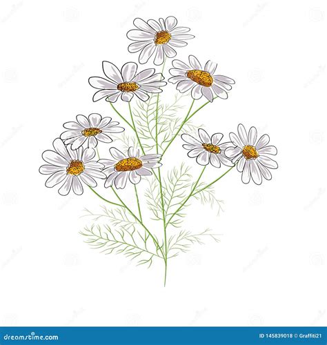 Chamomiles Isolated on White Background. Daisy Flower Drawing. Vector ...