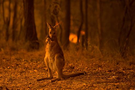 Top 130 + Australian animals fire - Lifewithvernonhoward.com