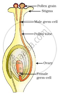 Distinguish between pollination and fertilisation. Mention the site and ...