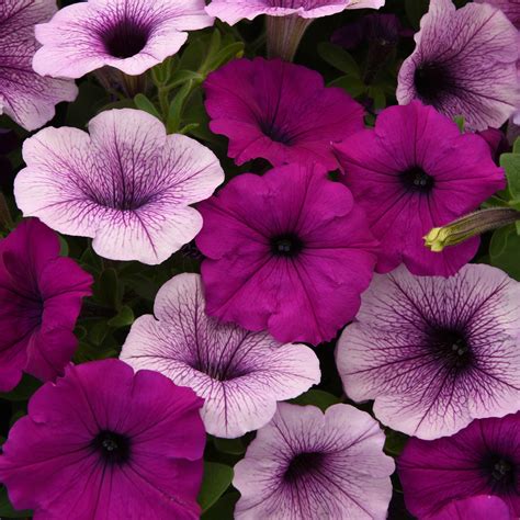 Easy Wave Spreading Petunia Plumb Pudding Flower Seed Mix