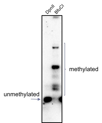 Can anyone suggest good & easy DNA methylation assay that track ...