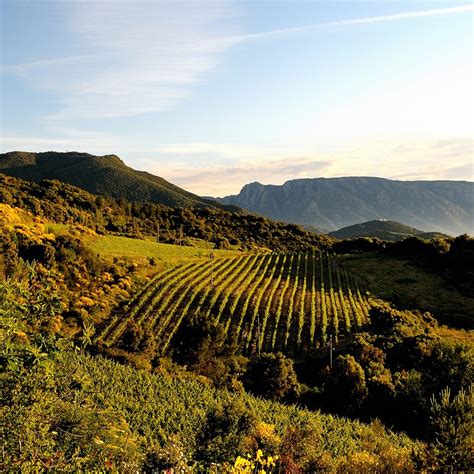 Guide to Languedoc for Wine Professionals | SevenFifty Daily