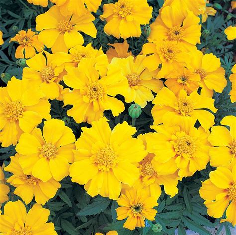 Bulk Marigold Seeds Annual Flower Seeds | Marigold seeds, Flower seeds ...