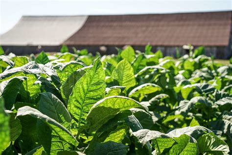 Tobacco leaves harvest | Stock image | Colourbox