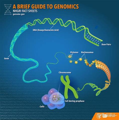 【帮助我了解遗传学】人类基因组计划 - 知乎