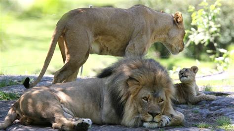 A Woman Entered a Lion Exhibit at the Bronx Zoo to Taunt a Lion - Men's ...