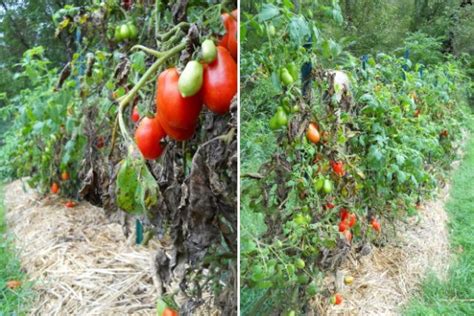 Harvesting happy tomatos