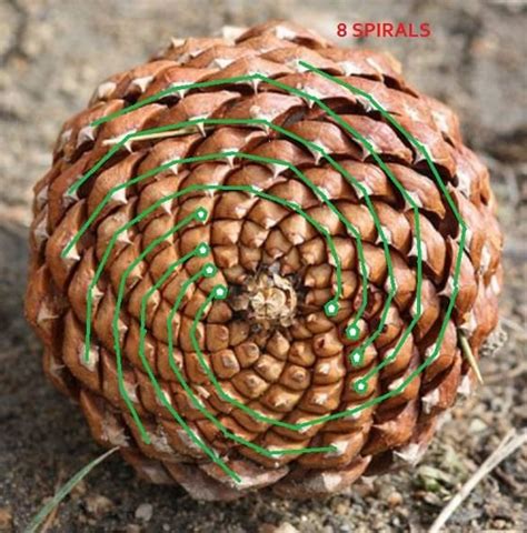 Amateur Naturalist: The Mathematical Symmetry Of Pine Cones