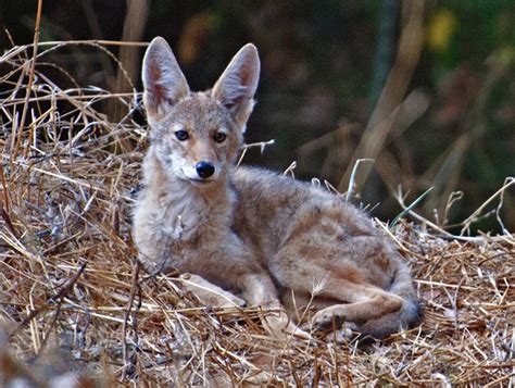 Are urban coyotes forming large packs because of humans?