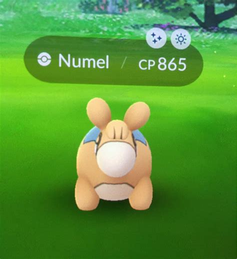 Shiny Numel | Pokemon GO Amino