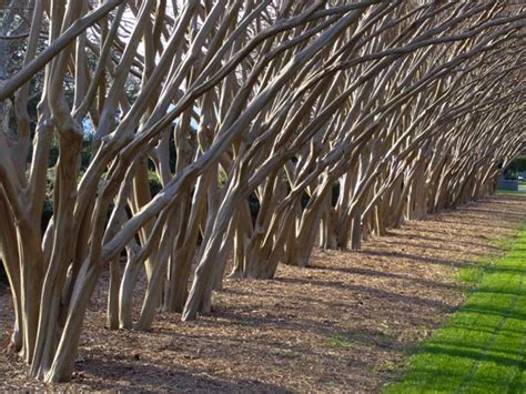 Crape Myrtle Care & Pruning | SHADETREE PRUNING & PERMACULTURE