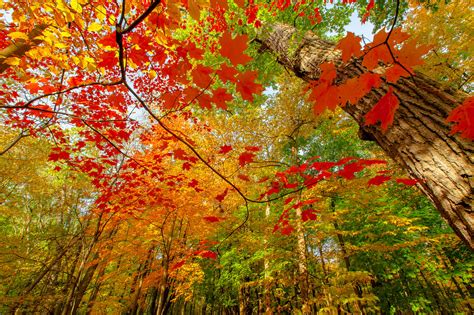 Free Colorful Leaves Wallpaper #6791603