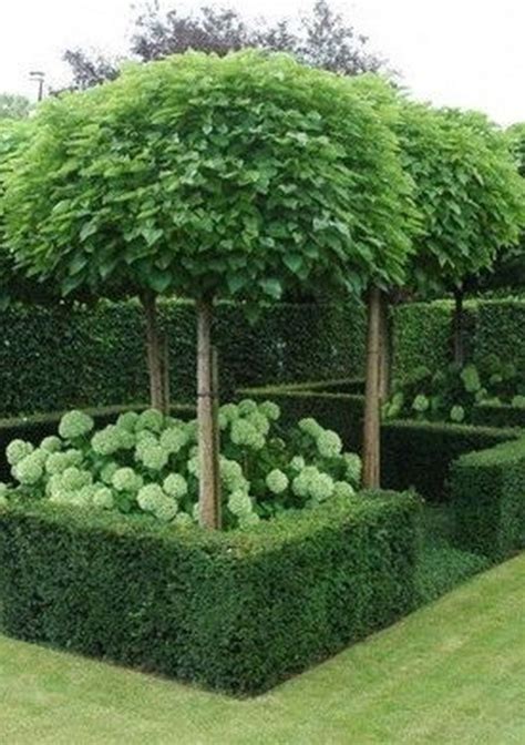 80 Fascinating Evergreen Pleached Trees for Outdoor Landscaping ...