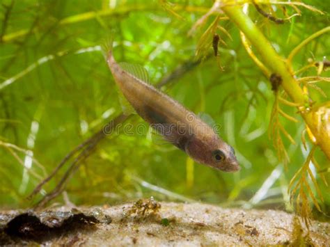 Male Ninespine Stickleback Protecting Territory Stock Image - Image of ...