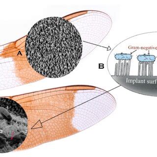 Schematic of dragonfly wings showing: (A) representative SEM image of ...