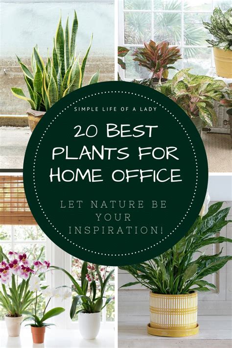 20 Best Plants to Freshen Up Your Home Office