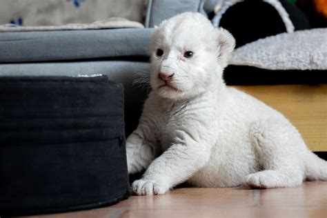 A seldom-seen white lion cub makes a roaring debut at Belgrade Zoo.