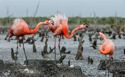 Caribbean Flamingos Phoenicopterus Ruber Ruber Stock Photo - Image of ...