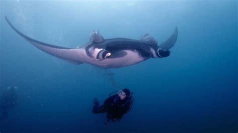 Giant Manta Ray | Imagine Our Florida, Inc