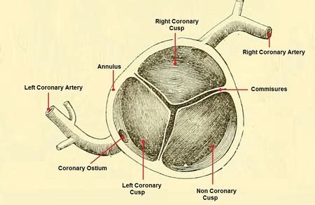 Aortic Semilunar Valve | Location, Structure & Function - Lesson ...