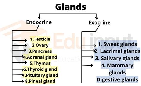 What are Glands? Types and Functions