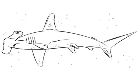 Hammerhead Shark coloring page | Free Printable Coloring Pages