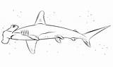 Hammerhead Shark coloring Page  Free Printable Coloring Pages sketch template