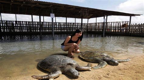 Bali Glass Bottom Boat and Turtle Island Tour - Inclusive Bali Tour