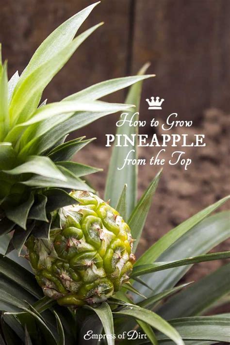 How to Grow a Pineapple Plant Indoors - Empress of Dirt