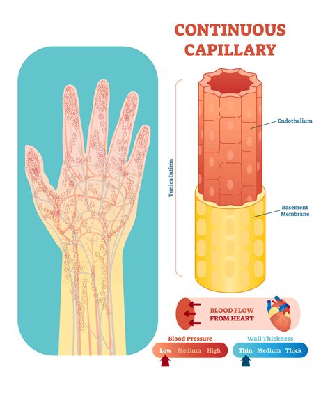 3 Types of Capillaries (Plus Interesting Facts)