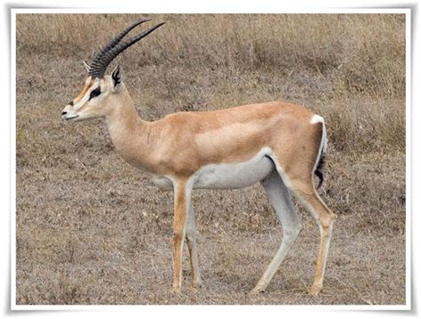 Gazelle [Gazella granti] Facts | Animals Name A To Z