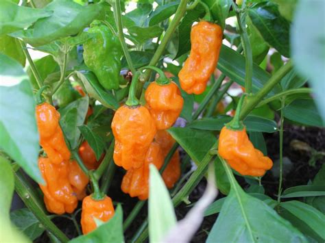 Orange Habanero Pepper Seeds - Honest Seed Co.