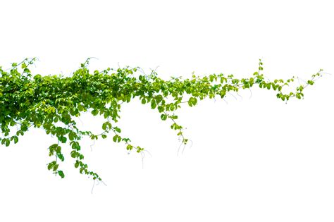 leaf vine Isolate on transparent background PNG file 23886926 PNG