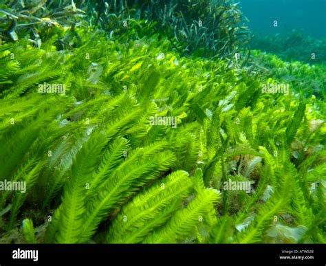 Caulerpa taxifolia Stock Photo: 3052842 - Alamy