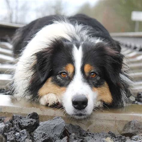 Australian Shepherd Blue Heeler Mix Facts