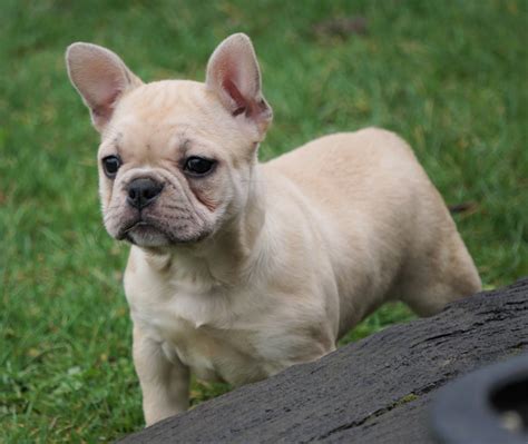 Frenchton For Sale Millersburg, OH Female - Lily – AC Puppies LLC