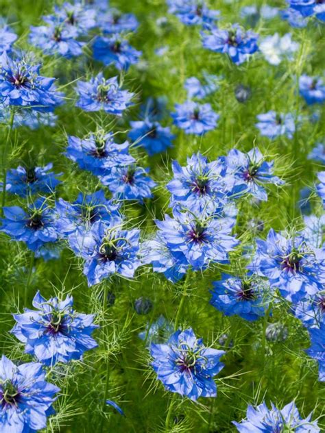 Nigella Plant Info: Learn About The Care Of Love In A Mist Flower | Gardening Know How