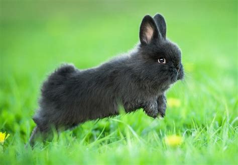 Cute Bunny Names: 500+ Adorable Names For Fluffy Rabbits