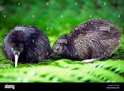 6 day old Kiwi Chicks New Zealand Stock Photo - Alamy