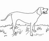 Hunting Dog Coloring Pages sketch template