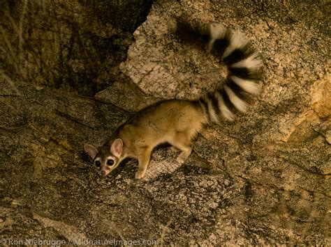 Ringtail | Tucson, Arizona. | Photos by Ron Niebrugge