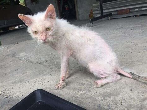 Sick Stray Kitten Makes The Most Gorgeous Transformation - The Dodo