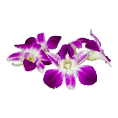 Flor Orquidea 50ct / Flower Orchid Edible 50ct – Coto Distributors